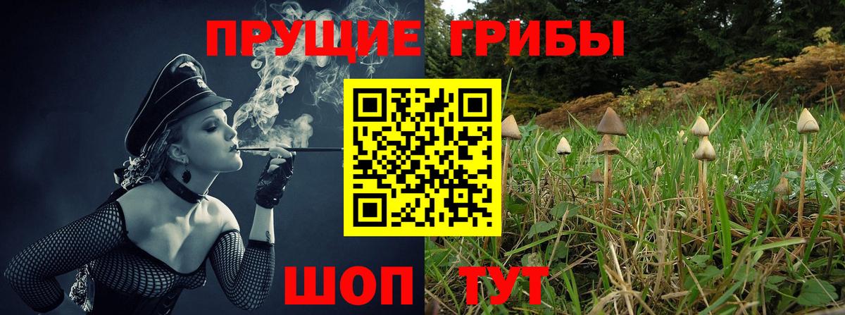Псилоцибиновые грибы Psilocybine cubensis Бутурлиновка